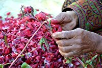 برداشت چای ترش در شهرستان دلگان