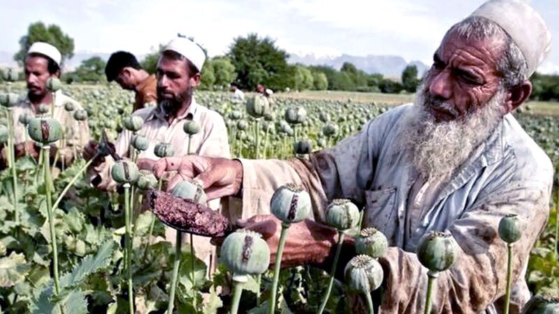 افزایش سی درصدی تولید تریاک در افغانستان