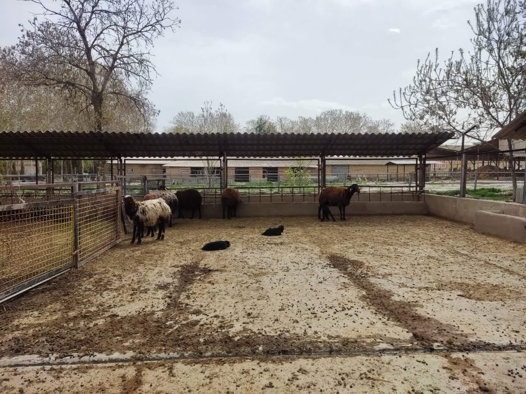 پرورش دام‌های سبک چندقلوزا با روش اصلاح نژاد دام‌های بومی آذربایجان‌غربی توسط یک شرکت دانش بنیان