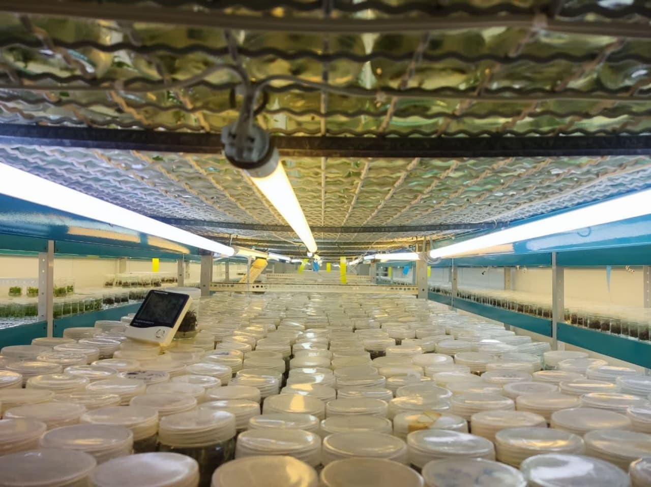 دریچه‌ای نوین به سمت توسعه اقتصاد کشاورزی با استفاده از روش کشت بافت در یک شرکت دانش بنیان 