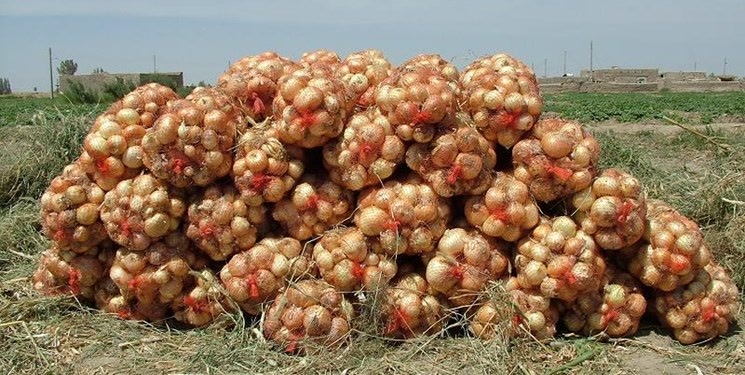 آغاز خرید تضمینی پیاز در هرمزگان، فردا
