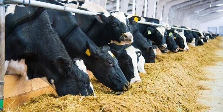 آموزش مدیریت پسماندهای دامی در اندیکا آموزش مدیریت پسماندهای دامی در اندیکا