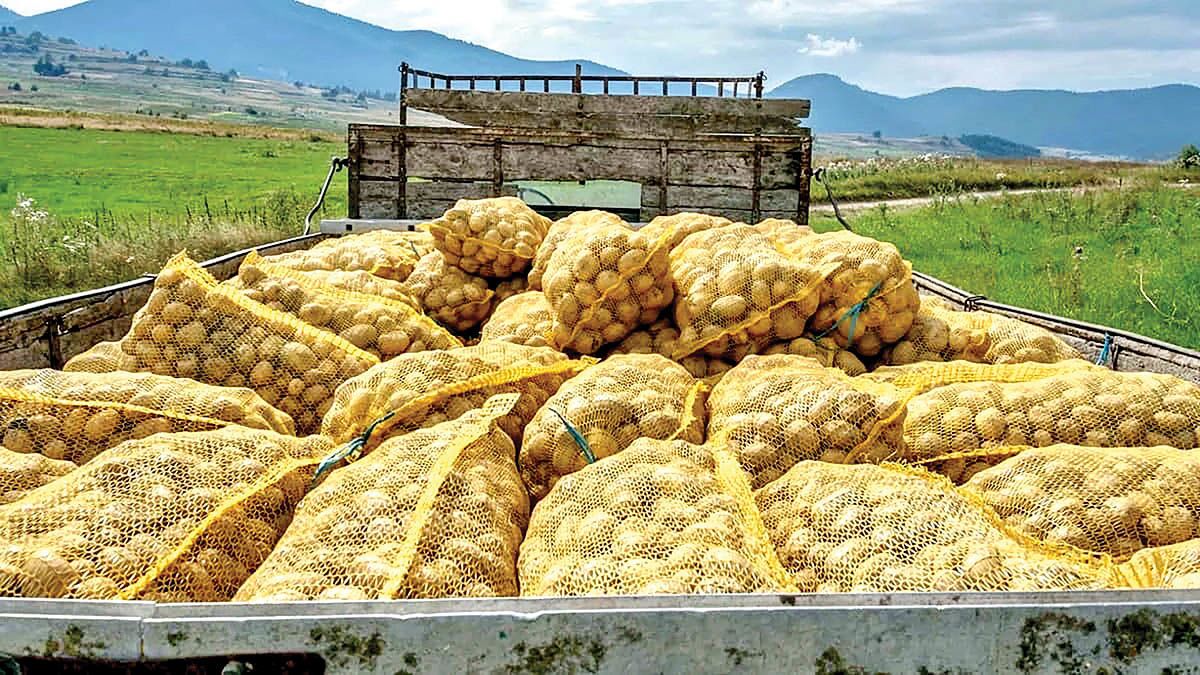 ممنوعیت صادرات سیب زمینی پس از پایان ۲ ماه رفع شد