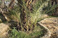 کشت پاجوش نخل کریته در بخش رودخانه