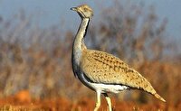 دستگیری ۲۴متخلف محیط زیستی در خراسان جنوبی