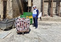 معدوم سازی ۵۰۳ کیلوگرم گوشت ران گاوی منجمد آلوده در بیرجند