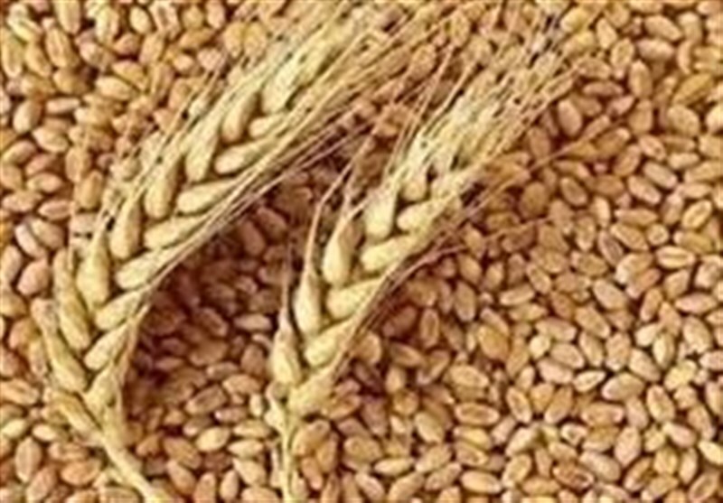 خریداری ۹ هزار تن بذر کشاورزی در لرستان