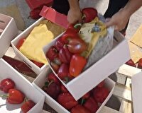 کشف مواد مخدر از بار فلفل دلمه‌ای صادراتی