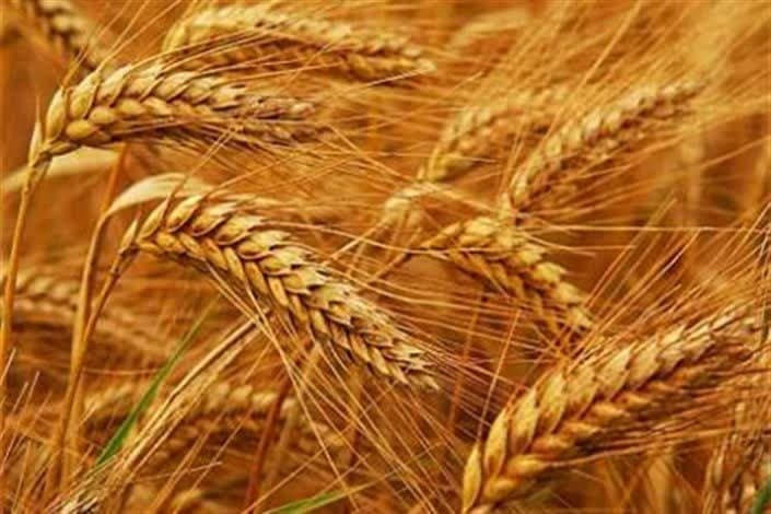 پرداخت ۳۳ درصد مطالبات گندمکاران خراسان جنوبی