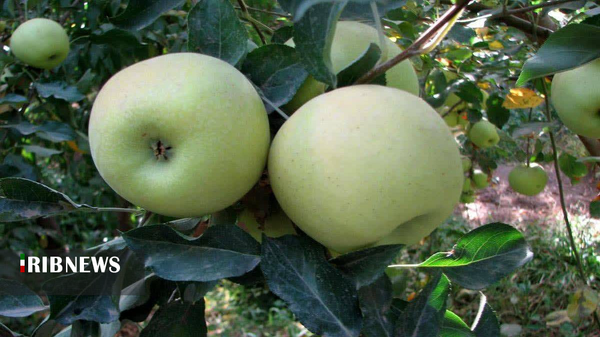 عطر سیب پاییزه بروجرد در بازار لرستان