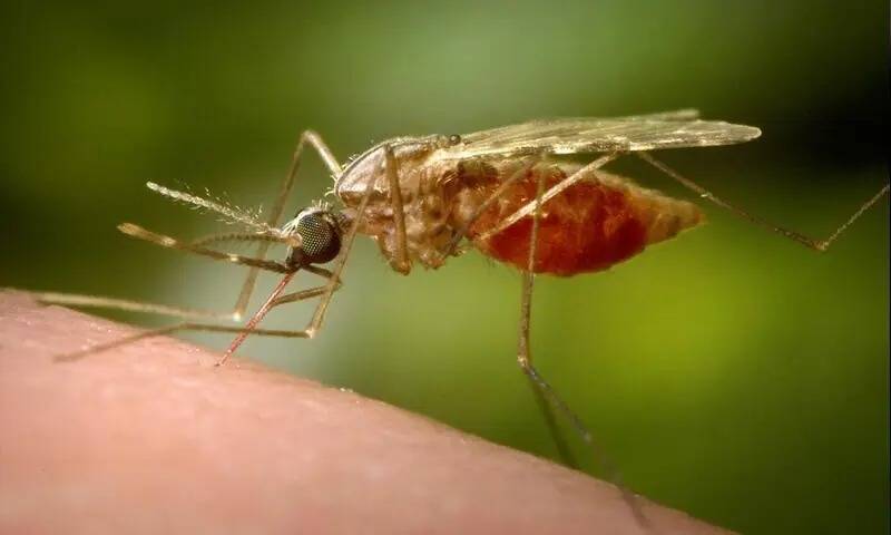 افزایش نگران‌کننده موارد ابتلا به مالاریا در پاکستان