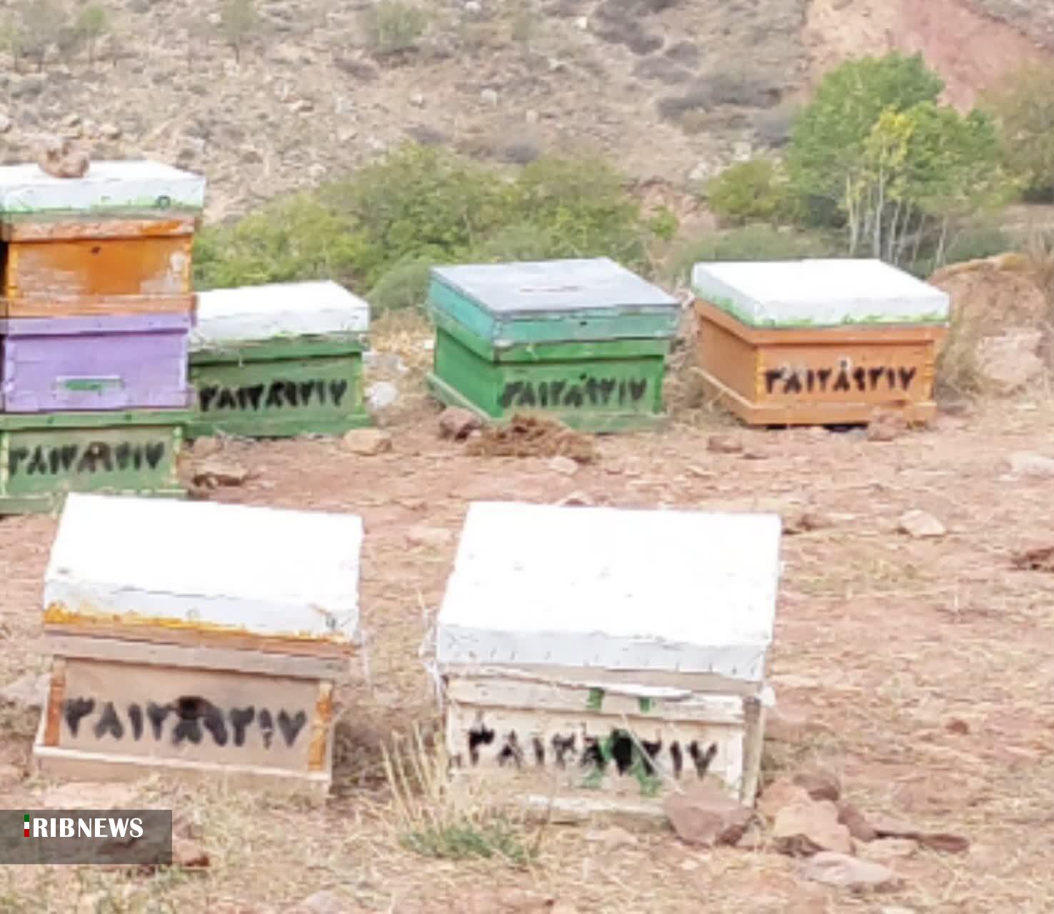 برداشت ۱۴۵ تن زنبورعسل در شیروان