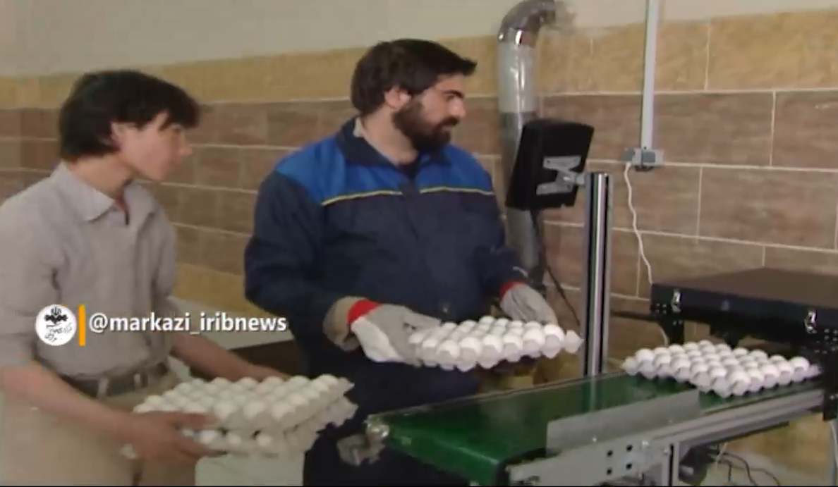 جهش ۱۵۰ درصدی تخم مرغ در صادرات/ عبور ۱۲۰۰ تن محصولات لبنی از مرز‌های استان