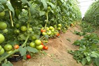 کشت ارقام جدید گوجه و خیار در منطقه سیستان