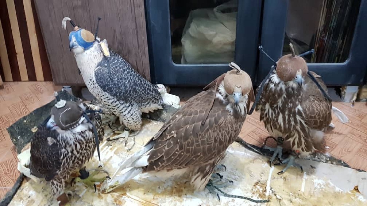 دستگیری متخلفان زنده گیری پرندگان شکاری در غرب هرمزگان دستگیری متخلفان زنده گیری پرندگان شکاری در غرب هرمزگان