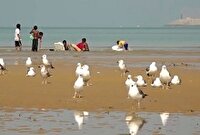 سواحل سیستان و بلوچستان میزبان پرندگان مهاجر