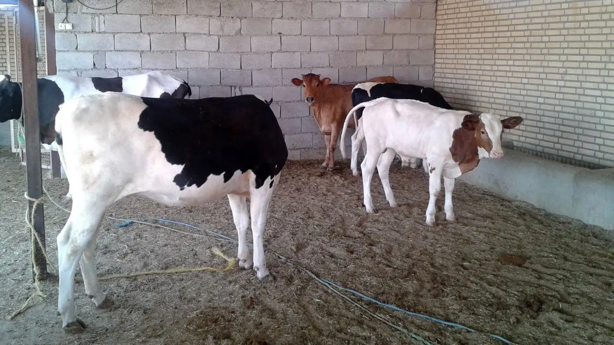 دستبند پلیس بر دستان سارقان احشام