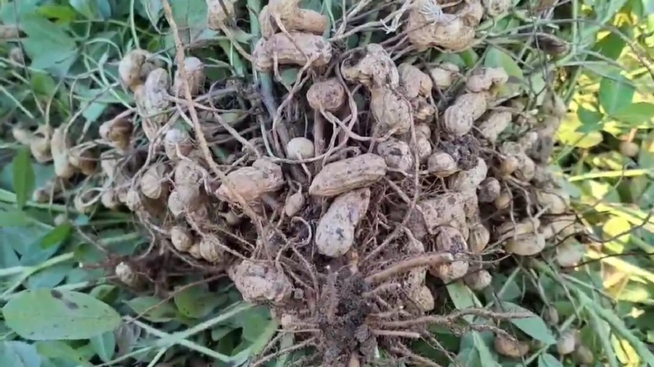 آغاز برداشت بادام‌زمینی در هوراند