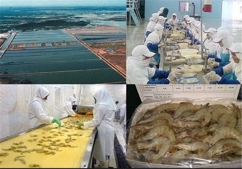 برداشت بیش از هشت هزار تن میگوی پرورشی در هرمزگان