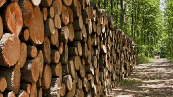 کشف ۱۰تن چوب جنگلی دپو شده درعلی آبادکتول کشف ۱۰تن چوب جنگلی دپو شده درعلی آبادکتول