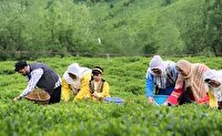 پایان برداشت برگ سبز چای در باغ‌های شمال کشور