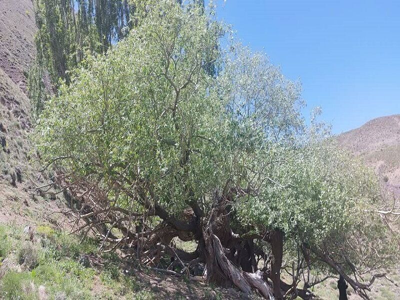ثبت درخت بید کهنسال روستای بکاول تربت حیدریه در فهرست میراث طبیعی ملی ثبت درخت بید کهنسال روستای بکاول تربت حیدریه در فهرست میراث طبیعی ملی