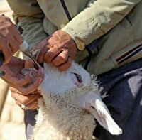 میادین دوآب آذربایجان غربی تعطیل شد 