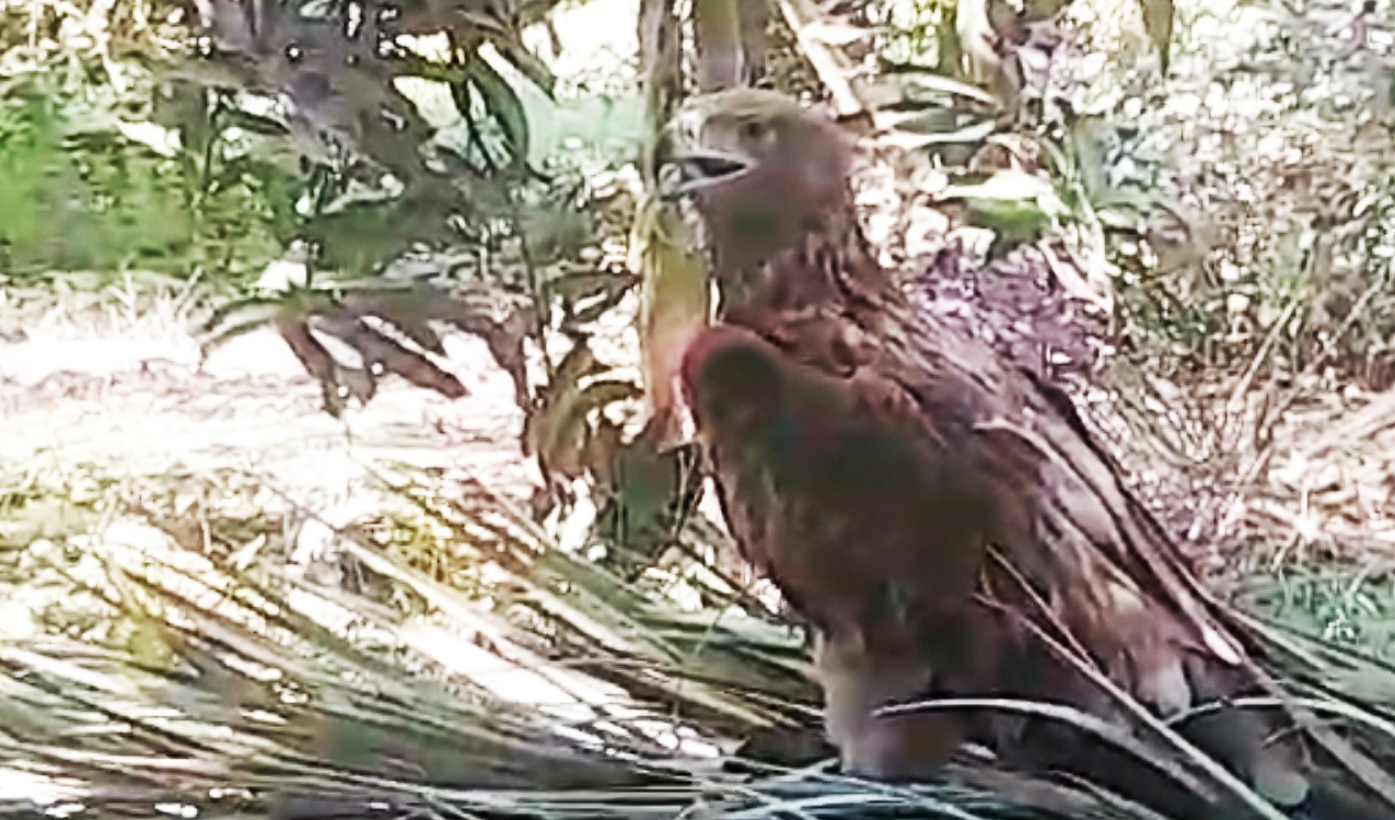 رهاسازی یک بهله عقاب صحرایی در میناب رهاسازی یک بهله عقاب صحرایی در میناب