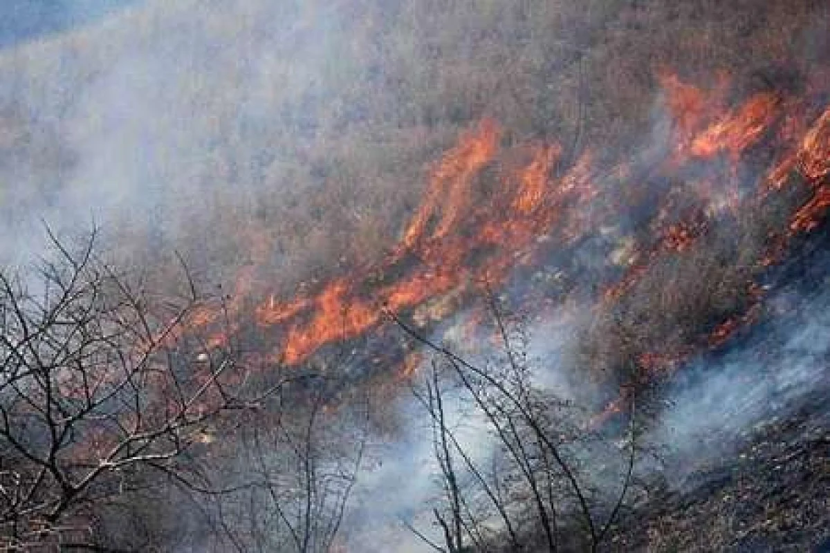 آتش در دل جنگل های الیت آتش در دل جنگل های الیت