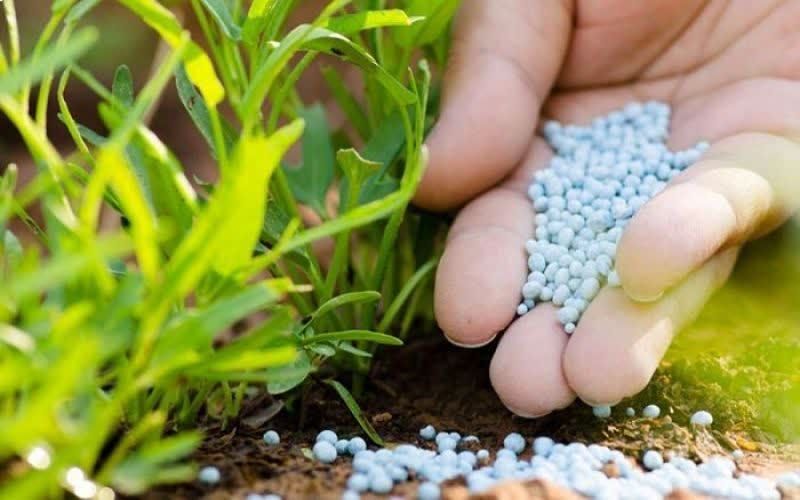 نوغانداران برای دریافت سهمیه کود اقدام کنند