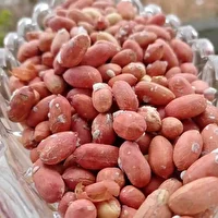 کنسرسیوم صادراتی بادام زمینی ایجاد می شود