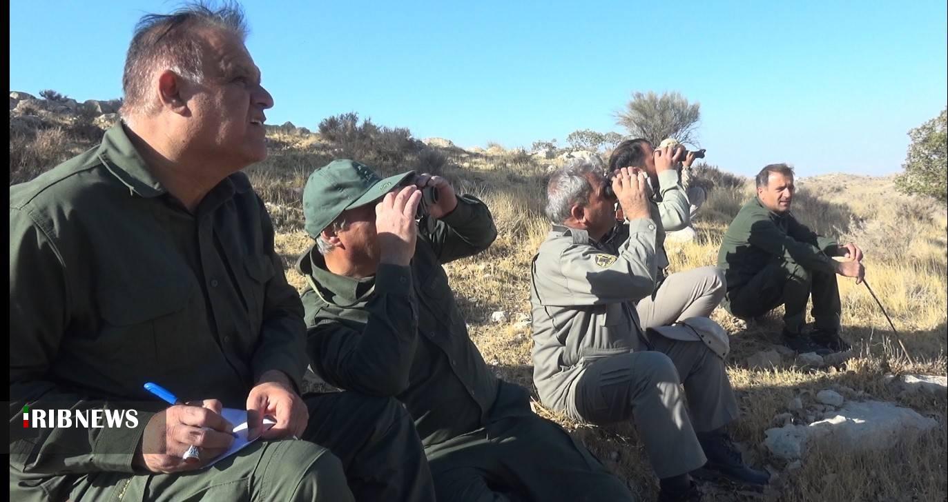 آغاز سرشماری گونه‌های جانوری در منطقه خاییز دهدشت