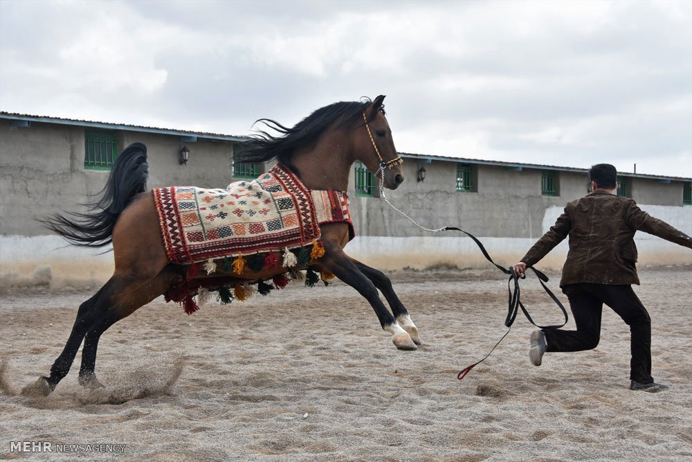 احداث پیست سوارکاری در باوی، نیازمند مصوبه شورای ورزش خوزستان احداث پیست سوارکاری در باوی، نیازمند مصوبه شورای ورزش خوزستان