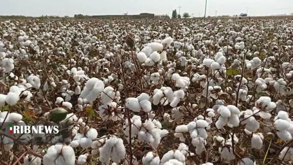 برداشت ۲۰ هزار تن وش پنبه از کشتزارهای خراسان شمالی برداشت ۲۰ هزار تن وش پنبه از کشتزارهای خراسان شمالی