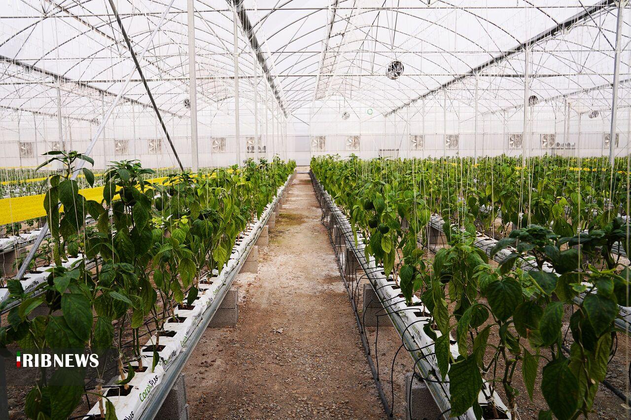 انعقاد ۶ تفاهم‌نامه سرمایه‌گذاری کشت گلخانه‌ای در اردبیل