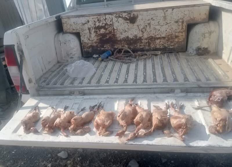 دستگیری دو متخلف بومی به جرم شکار غیرمجاز کبک درطارم دستگیری دو متخلف بومی به جرم شکار غیرمجاز کبک درطارم