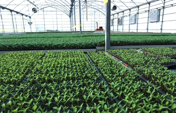 تولید سالانه ۳۲۰ میلیون عدد نشاء در استان قزوین