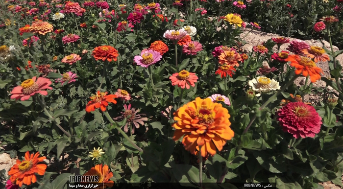 جشنواره گل و گیاه در روستای گایکان شهرستان الیگودرز