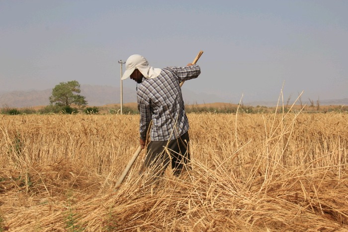آغاز برداشت خوشه های طلایی خوروبیابانک