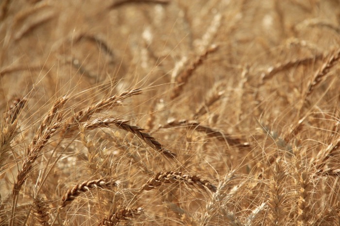 آغاز برداشت خوشه های طلایی خوروبیابانک