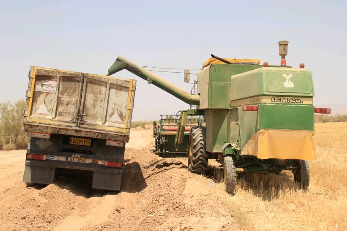 آغاز برداشت خوشه های طلایی خوروبیابانک