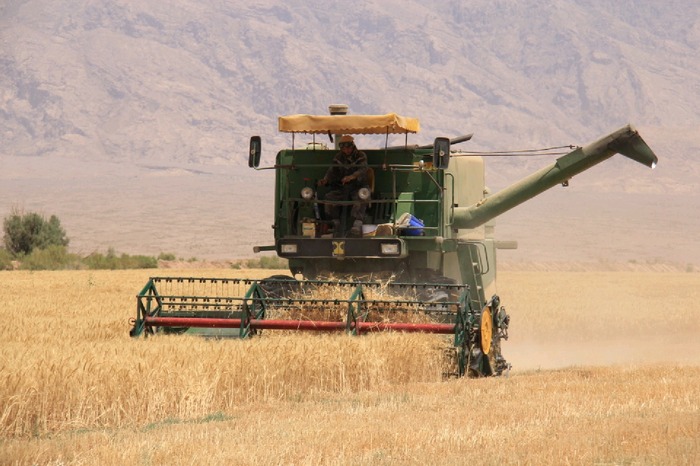 آغاز برداشت خوشه های طلایی خوروبیابانک